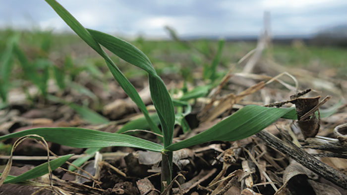 Cereal-Rye.jpg