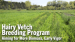 Hairy-Vetch-Breeding-Program-Aiming-for-More-Biomass,-Early-Vigor.png