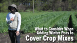 What-to-Consider-When-Adding-Winter-Peas-to-Cover-Crop-Mixes.png