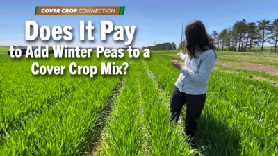 Does It Pay to Add Winter Peas to a Cover Crop Mix?