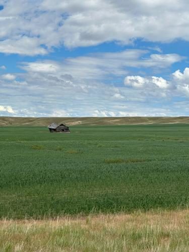 Cover Crops Build Soil Health, Control Weeds, Feed Livestock