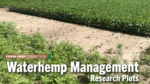 Waterhemp-Management-Research-Plots.png