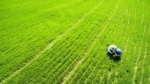 rye-grass-cover-crop-USDA-photo-e1663184116254.jpg