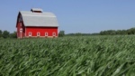 cg-cover-crops-AP-1220x686-.jpg