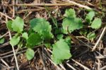 Cover Crop in field.jpg