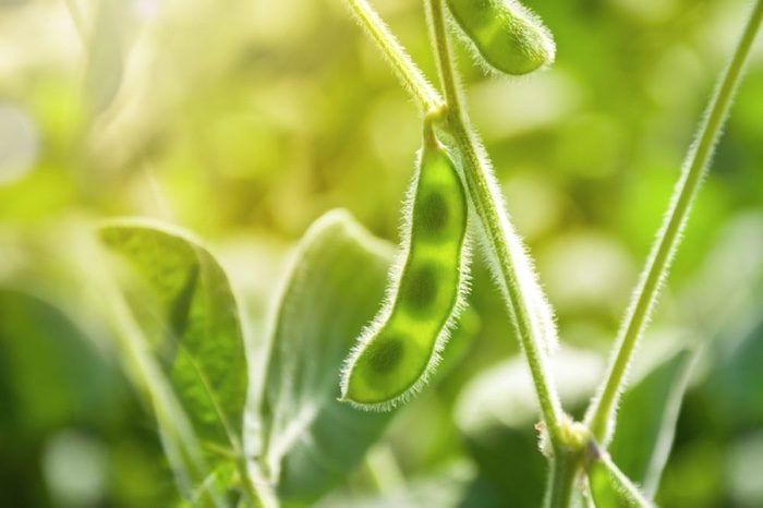 soybean_AdobeStock_297302811_E.jpg