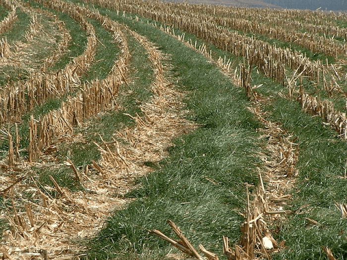 png-cover-italy-crop-rye-qark1dyja0b9dm6brw49zbiy77xnf577frv5prtl68.png