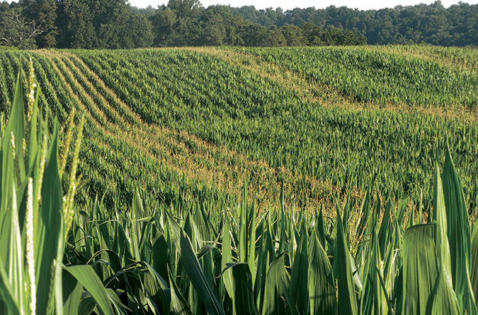 Short-Season Corn Hybrids Could Expand Cover-Crop Seeding Window