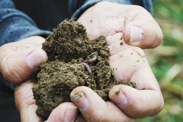 worm in soil