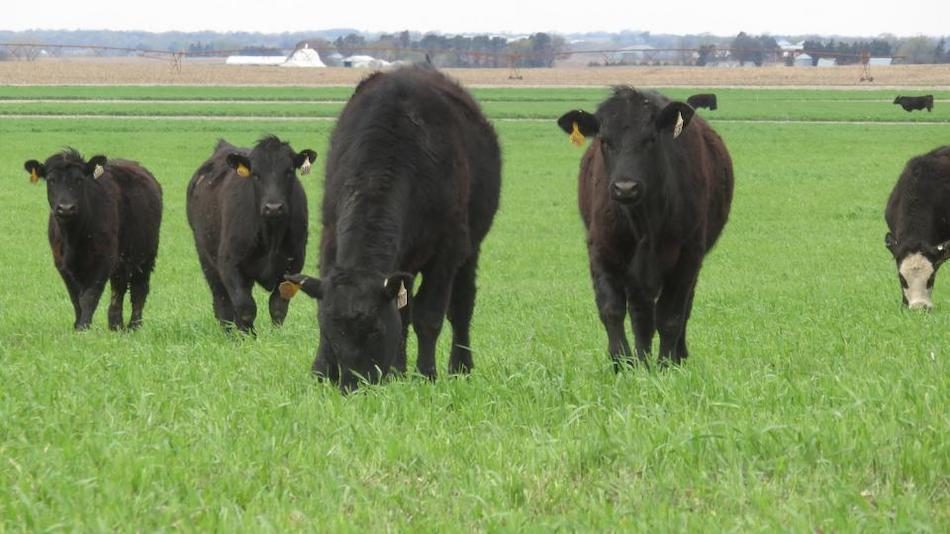 Cover Crops Are Valuable Livestock Feed | 2019-11-04