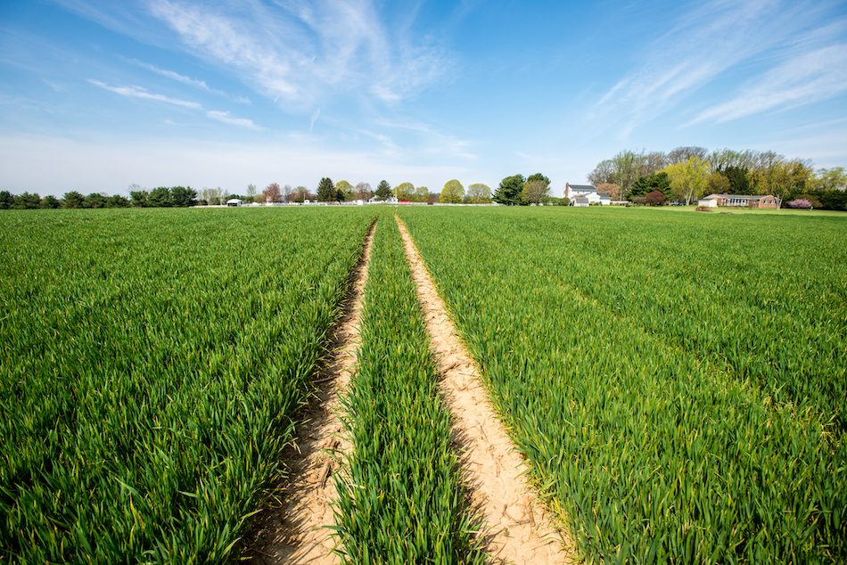 is-rye-or-ryegrass-better-for-your-operation-2019-08-12-cover-crop