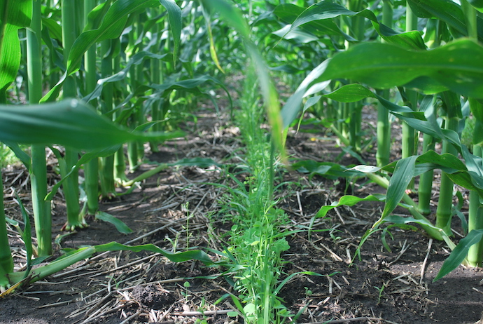 Seeding Cover Crops Better Done Sooner Than Later 2021 09 21   Cover Crop Benchmark Study 