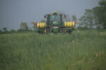 Cereal rye