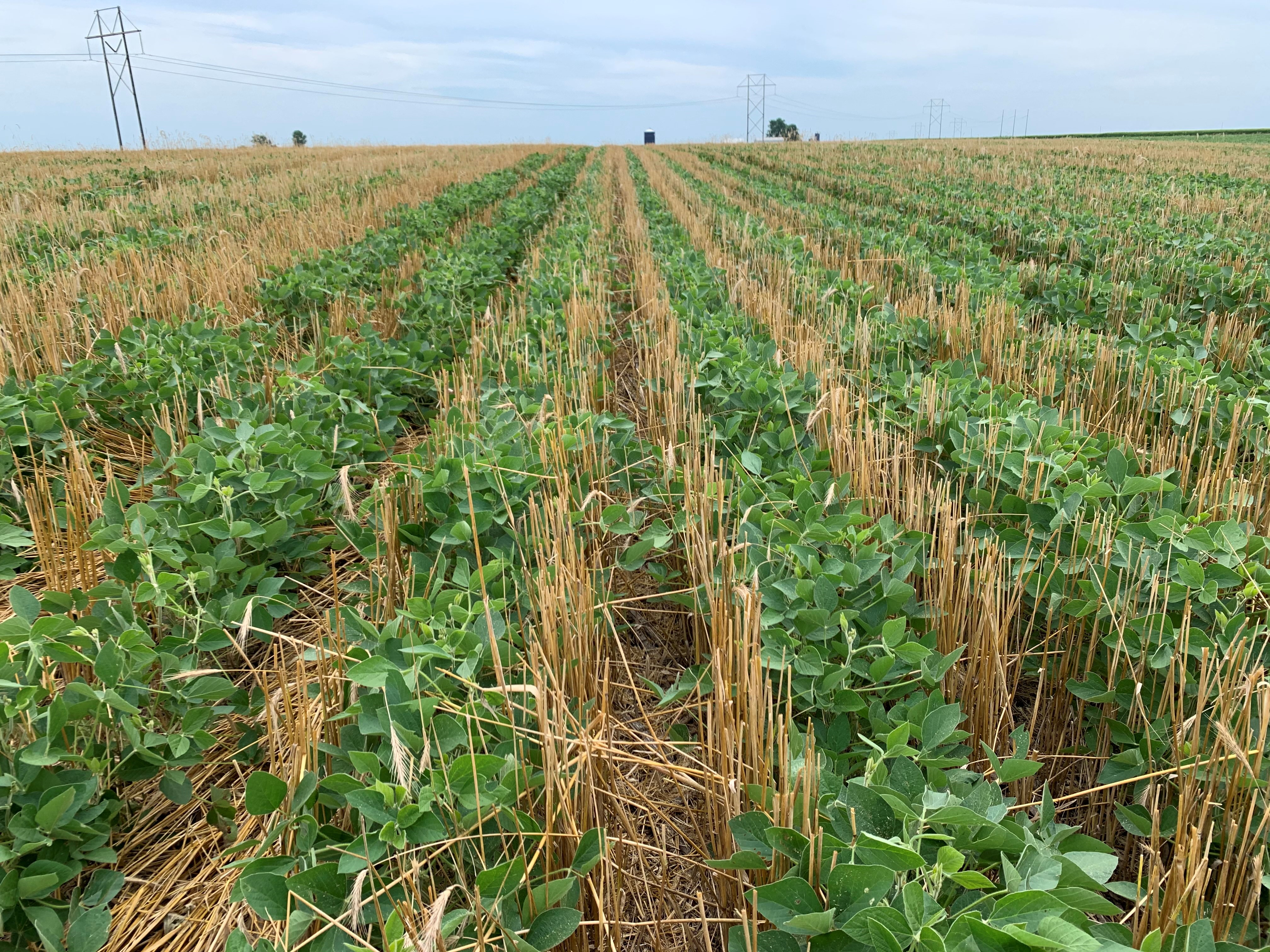 soybeans in rye