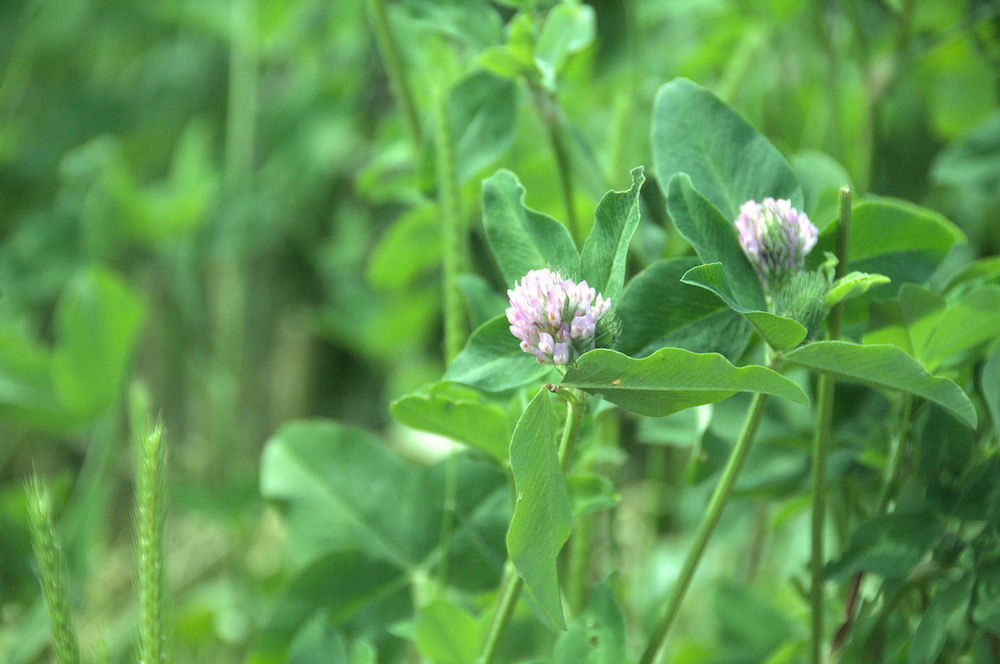 Red clover