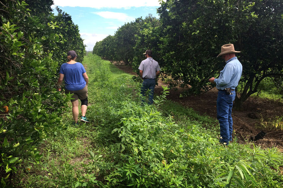 Florida Citrus Industry Saved By Cover Crops? | 2020-01-22