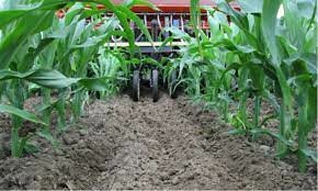 Interseeding Corn