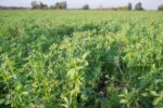 2022-03-25-alfalfa-field_0.jpg