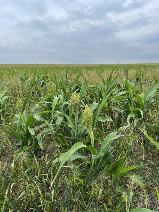 NDSU: Consider Planting Cover Crops for Livestock Forage