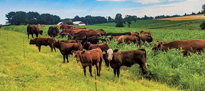 Wheat straw can help keep cows full