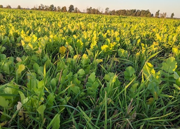 Cover Crop Options After Wheat Harvest