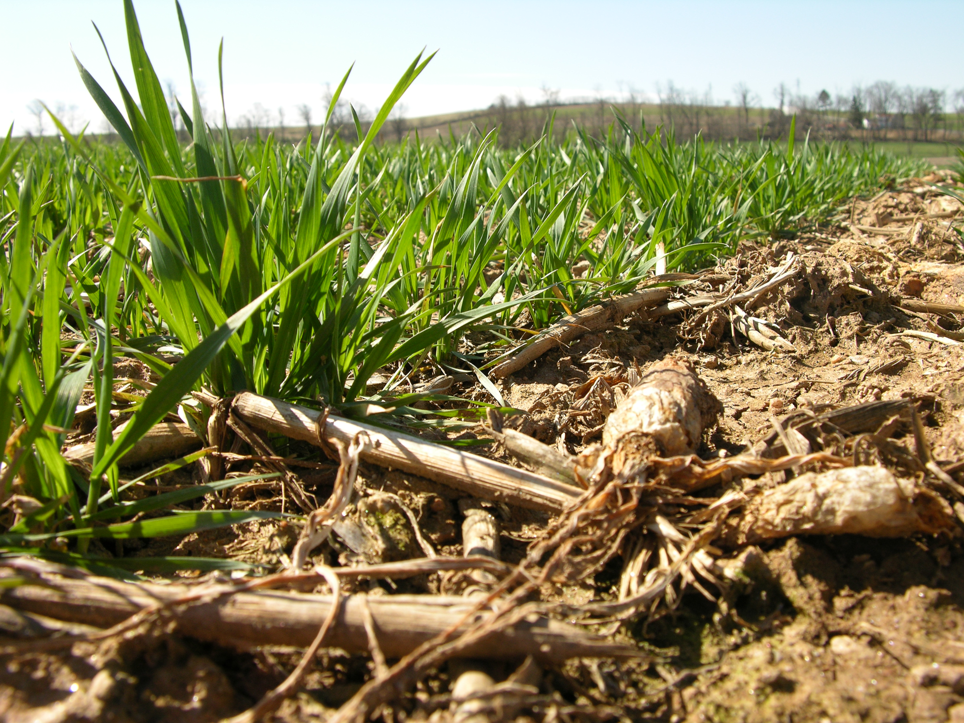 Cover Crop Nutrient Webinar